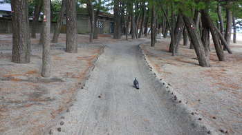 松ぼっくりを並べた小道は、なぎさミュージアムへと続きます。