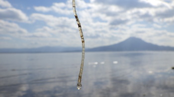 このストローみたいなものは、実はムギワラムシという生きものの通り道です。