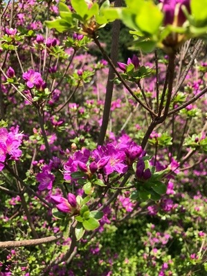 雲仙のミヤマキリシマ（2017年5月撮影）