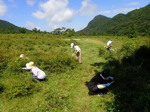 雲仙の田代原での除草作業その1（2017年7月撮影）