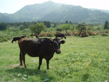 雲仙の田代原の放牧草原