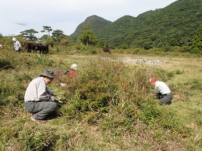 2017年9月25日　田代原でのミヤマキリシマの保全活動。