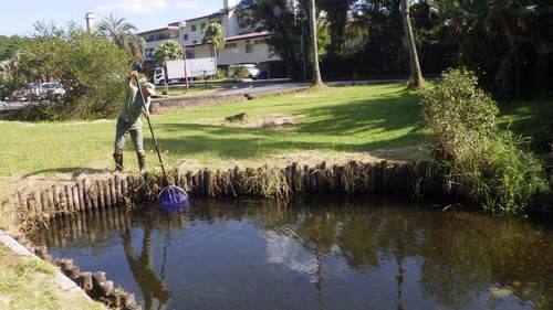 ボランティアのおじさんも負けじと網をふります。