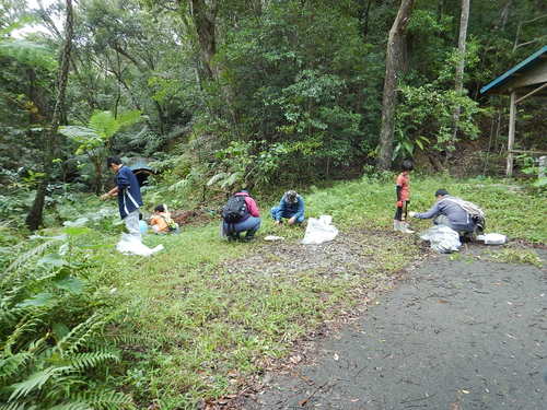 アメリカハマグルマ駆除の様子