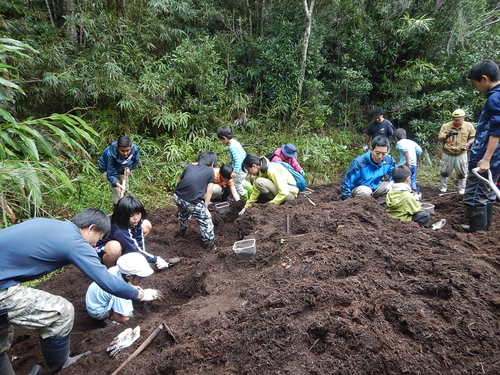 幼虫掘り起こし