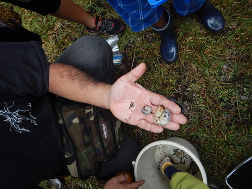 １齢～終齢幼虫