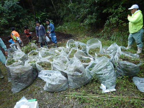 アメリカハマグルマ33袋