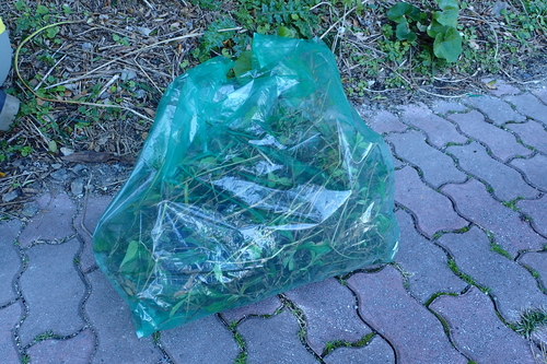 屋久島国立公園パークボランティアの会で今回駆除したアメリカハマグルマ