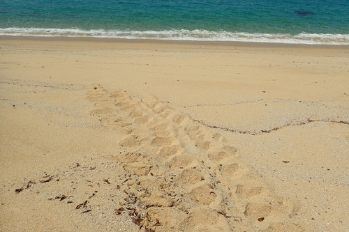 ウミガメの足跡が残る永田いなか浜