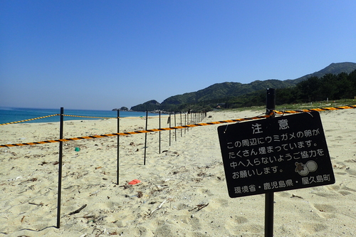 ウミガメ保護柵の写真