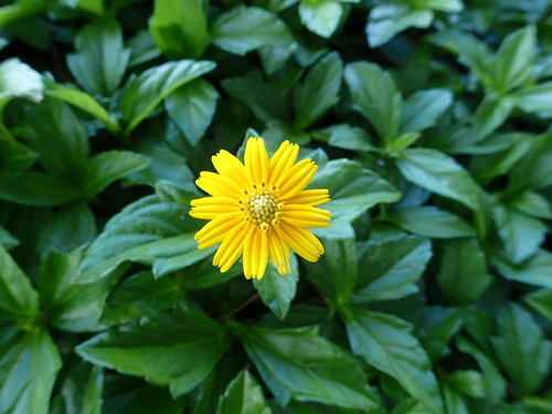 アメリカハマグルマ