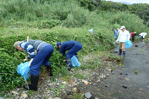 屋久島国立公園パークボランティアアメリカハマグルマ駆除の様子