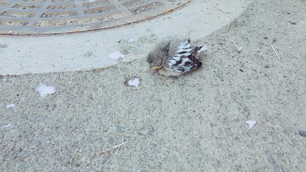 落ちていた野鳥のヒナ