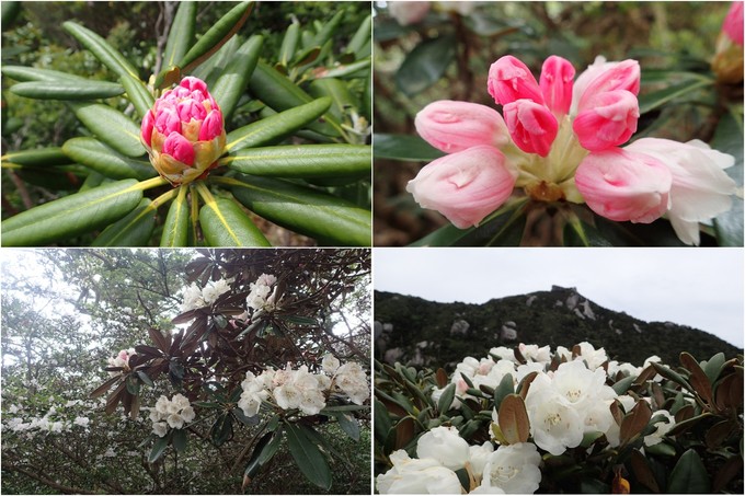 ヤクシマシャクナゲの写真