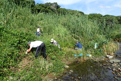 川沿いのアメリカハマグルマを駆除する様子