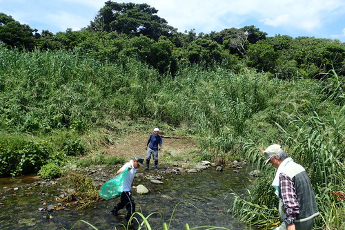 作業後アメリカハマグルマが無くなった川沿い
