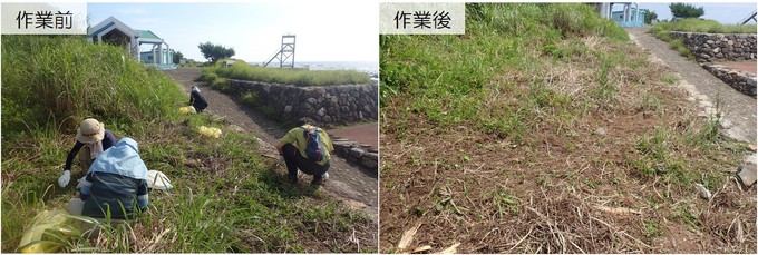海岸奥のアメリカハマグルマを駆除する様子