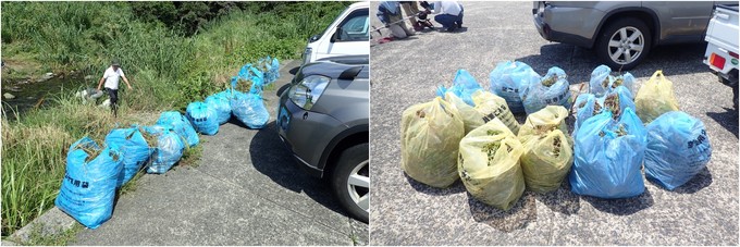 駆除したアメリカハマグルマ