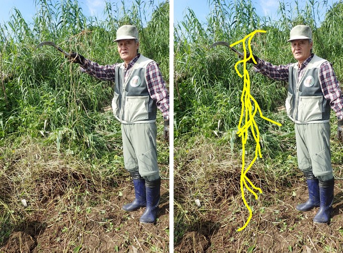 引き抜いたアメリカハマグルマを持って人の背丈と比べる様子