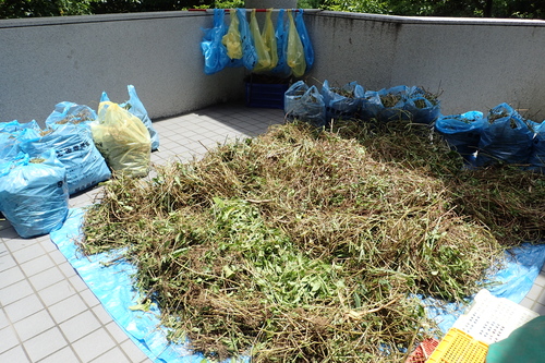 天日干し中のアメリカハマグルマ