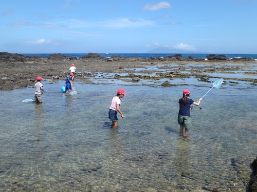 タイドプールで生き物採集をする様子