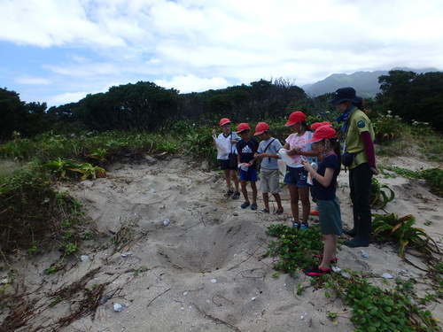 ウミガメが掘った穴を観察する様子