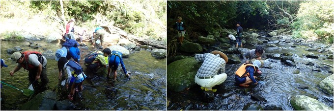 生き物採集の様子