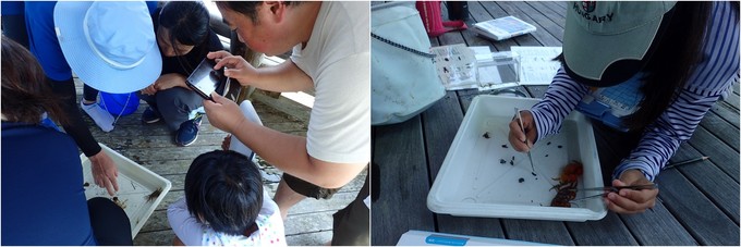採集した生き物を観察する様子