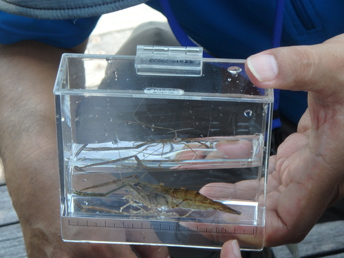 採集したテナガエビ