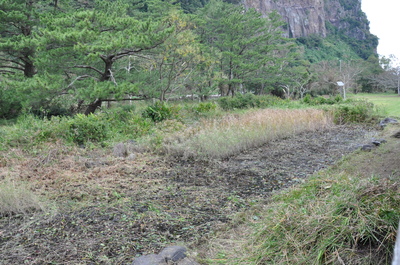 ビオトープ草刈り作業後