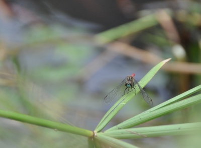 マイコアカネ（2018年10月撮影）