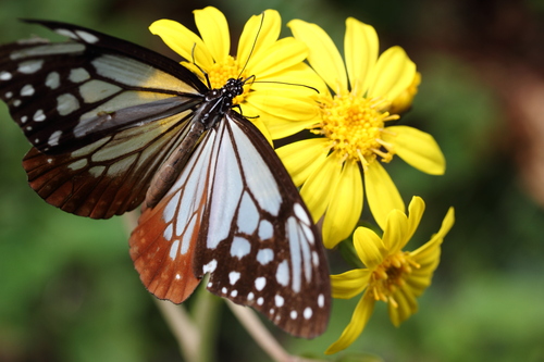 アサギマダラの写真