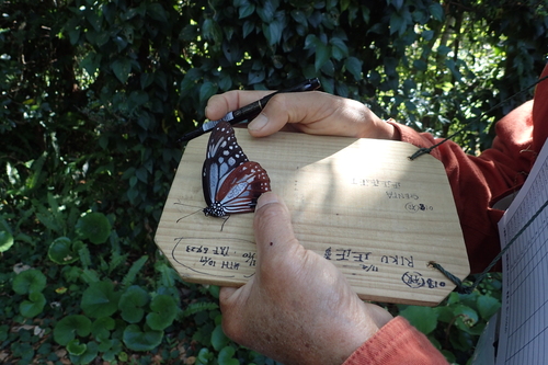 マーキング専用台を持参した参加者