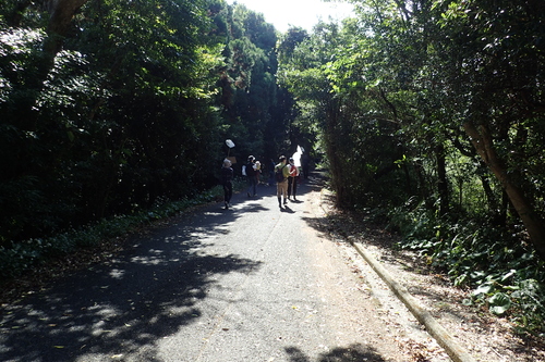 野外でアサギマダラを探す様子