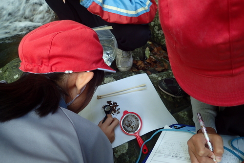 洗った糞の内容物を観察する様子