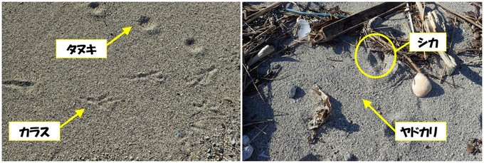 浜にあった生き物の足跡