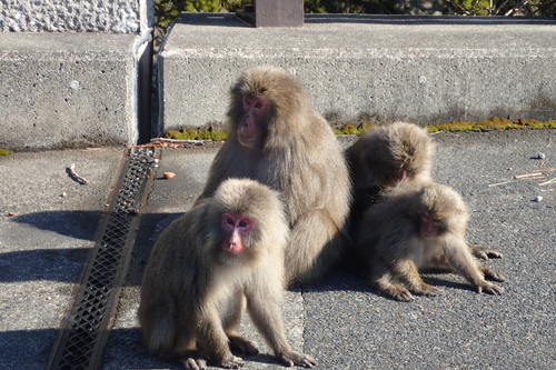西部地域にいたサル
