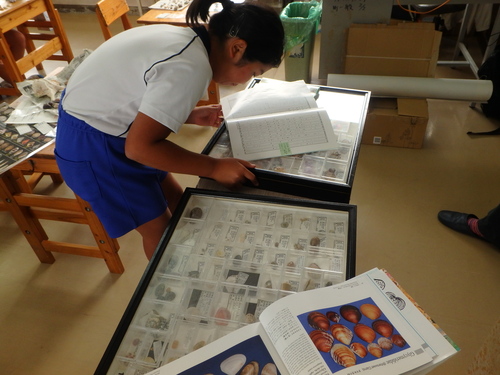 教室で貝の種判別をする様子