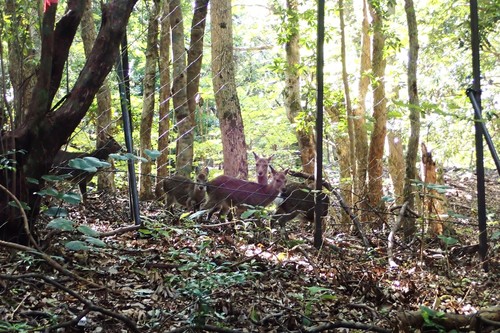 柵の外から中をじっと見つめるシカ