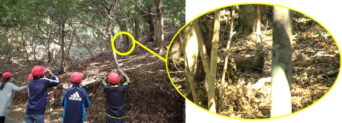 シカを観察する児童