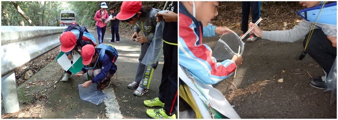 シカの糞を採集する児童