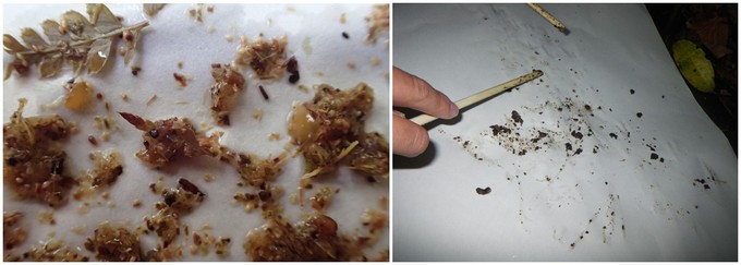 サル糞とシカ糞の内容物