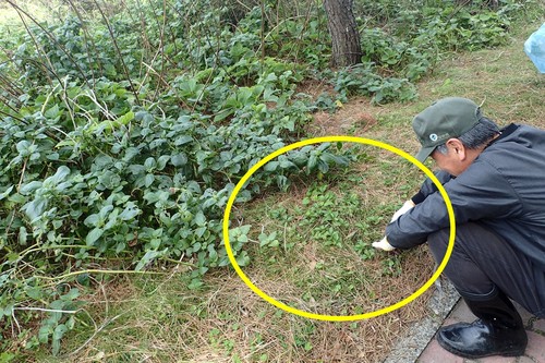 今回の駆除の様子