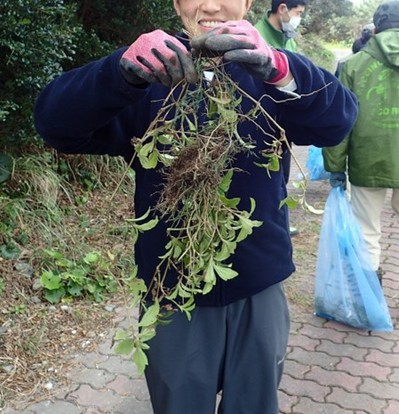 抜き取ったアメリカハマグルマ