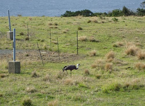 屋久島の町営牧場に飛来したナベヅル