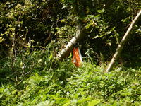 大国林道工作物