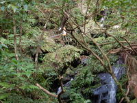 与那覇岳登山道沢工作物