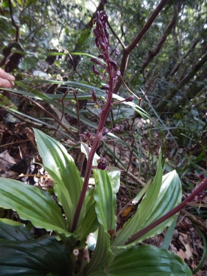 ユウコクラン全体