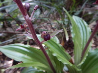 ユウコクラン花