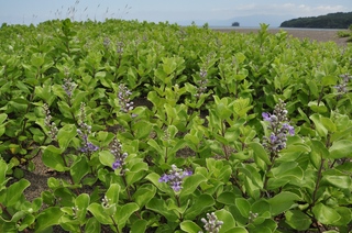 多良浜ハマゴウの花（2019年6月撮影）